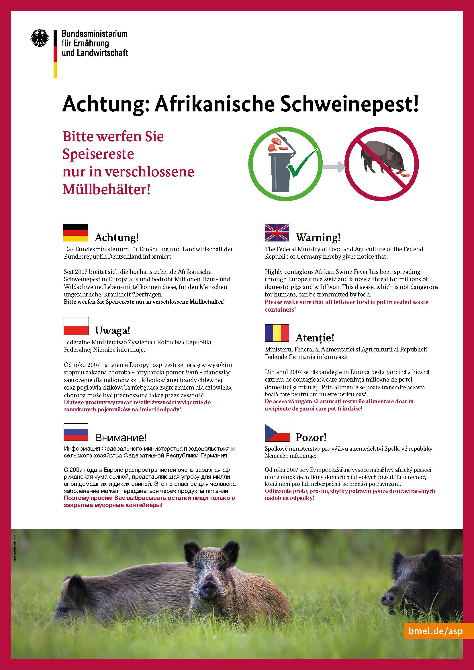 Afrikanische Schweinepest Afrikanische Schweinepest